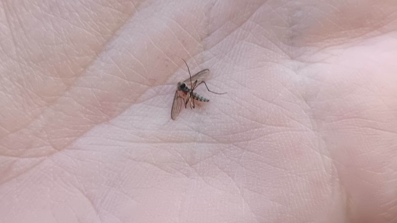 Kako se odbraniti od komaraca – došli su ranije, kiša im prija, a prskanje je nemoguće